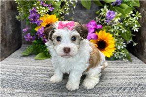 Whitley - Havanese for sale