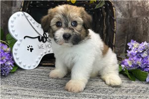 Zane - Havanese for sale