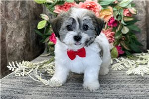 Justin - Havanese for sale
