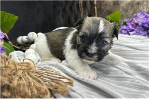 Thomas - puppy for sale