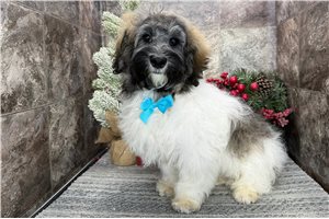 Elias - Havanese for sale