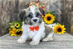 Sawyer - Havanese for sale