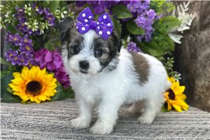Tamara - Havanese for sale