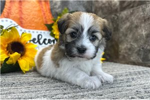 Olivia - Havanese for sale
