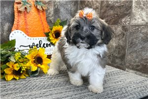Sugar - Havanese for sale