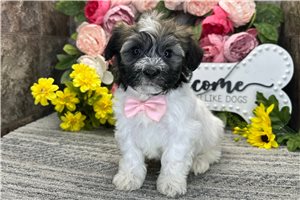 Nasir - Havanese for sale