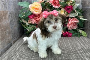 Buttercup - puppy for sale