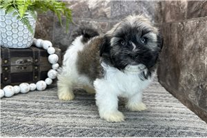 Orchid - Havanese for sale