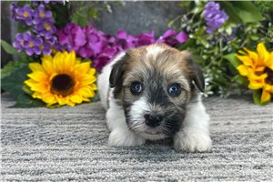 Zane - Havanese for sale