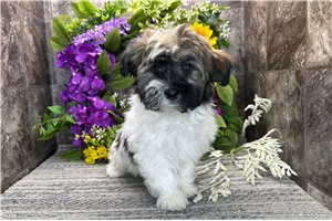 Tabasco - Havanese for sale