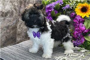 Thatcher - Havanese for sale