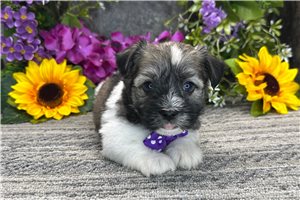 Thomas - Havanese for sale