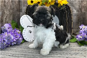 Thatcher - Havanese for sale