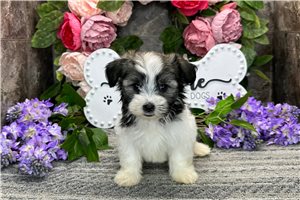 Elisha - Havanese for sale