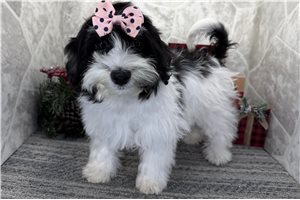 Koko - Havanese for sale