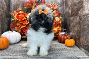 Orchid - Havanese for sale