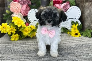 Nathan - Havanese for sale