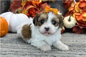 Shauna - Havanese for sale