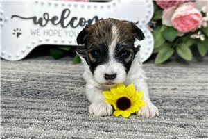 Lena - puppy for sale