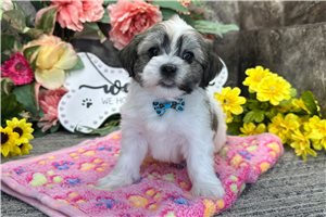 Justin - Havanese for sale