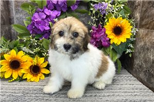 Zane - Havanese for sale