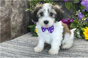 Ryder - Havanese for sale