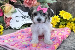 Jynx - puppy for sale