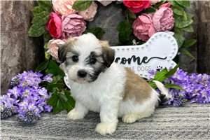 Emory - Havanese for sale