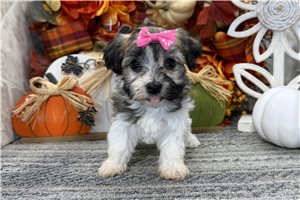 Rain - puppy for sale