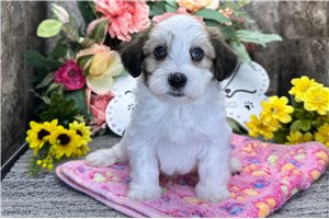 Jasper - puppy for sale