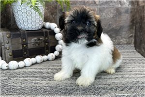Opal - Havanese for sale
