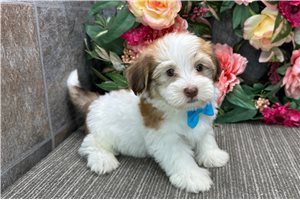 Jaxter - puppy for sale