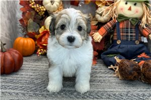 Oceana - Havanese for sale