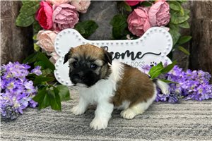 Olivia - puppy for sale