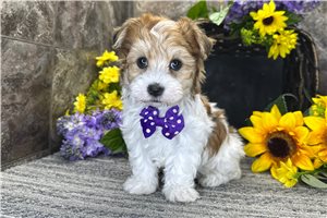 Luciano - Havanese for sale