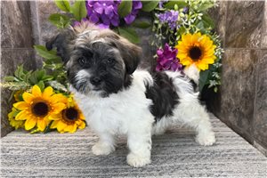 Tabasco - Havanese for sale