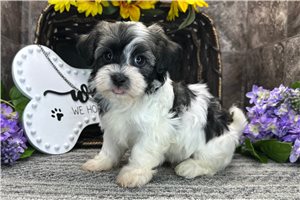 Zeus - Havanese for sale
