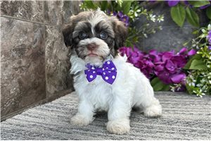 Ricky - Havanese for sale