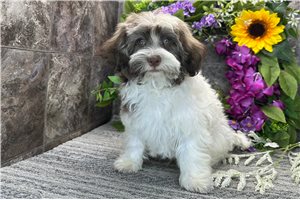 Ricky - Havanese for sale