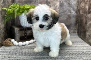 Emory - Havanese for sale