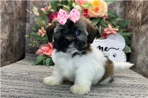 Opal - Havanese for sale