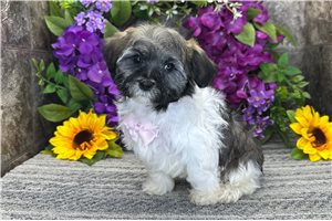 Nathan - Havanese for sale