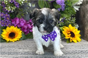 Tabasco - Havanese for sale