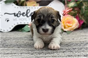 Elijah - puppy for sale