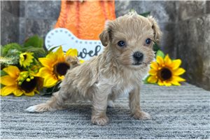 Mallory - Maltipoo for sale