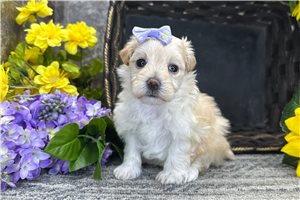 Quinn - Malti Poo - Maltipoo for sale