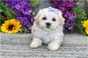 Simone - Malti Poo - Maltipoo for sale