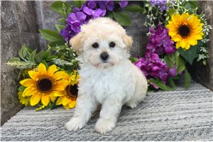 Thomas - Malti Poo - Maltipoo for sale