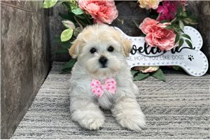 Thomas - Malti Poo - Maltipoo for sale