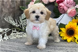 Seamus - Malti Poo - Maltipoo for sale
